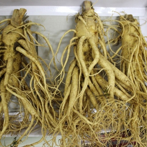 Sâm tươi Hàn Quốc 6 năm tuổi