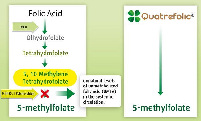  5-methyltetrahydrofolate (5-MTHF)