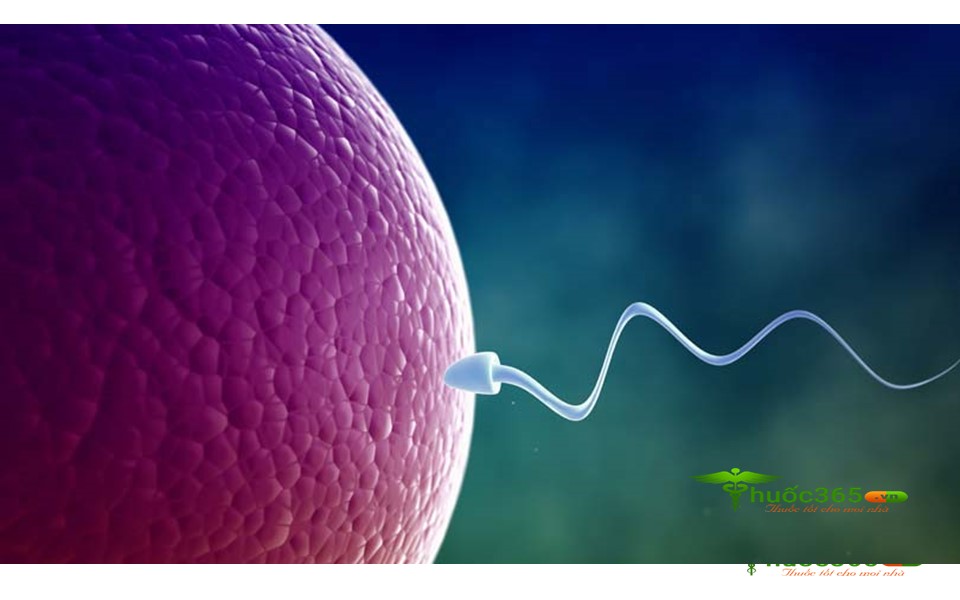 thuốc Endokirogen tăng thụ thai